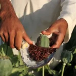 Afghanistan opium production