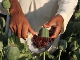 Afghanistan opium production