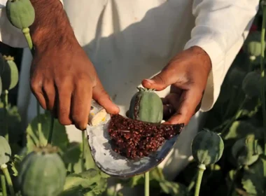 Afghanistan opium production