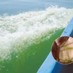sea sparkle bloom in Pakistan