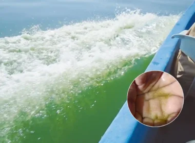 sea sparkle bloom in Pakistan