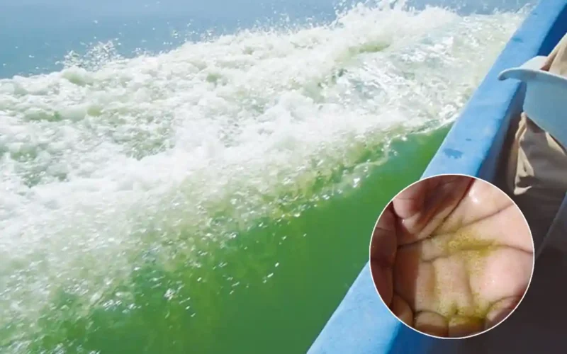 sea sparkle bloom in Pakistan