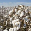 Sindh cotton production 2025
