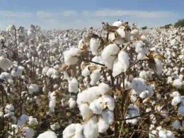 Sindh cotton production 2025