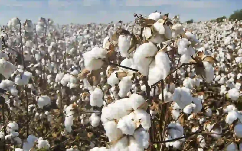 Sindh cotton production 2025