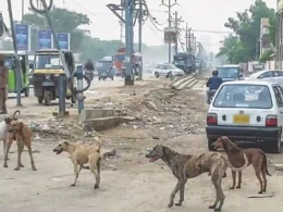 Stray dog attacks Karachi