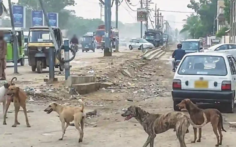 Stray dog attacks Karachi