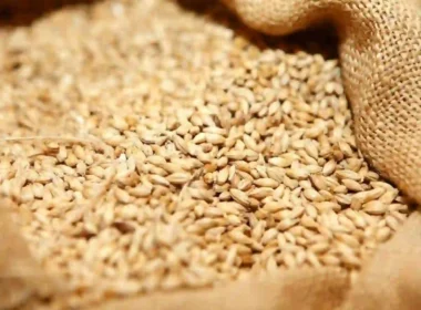 Sindh wheat shortage