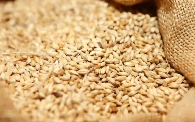 Sindh wheat shortage
