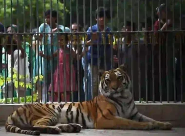 Karachi Zoo animal breeding ban