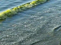 why sea water turns green