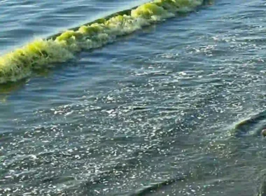 why sea water turns green