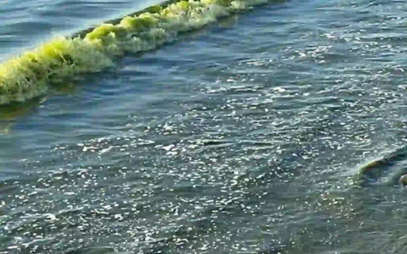 why sea water turns green