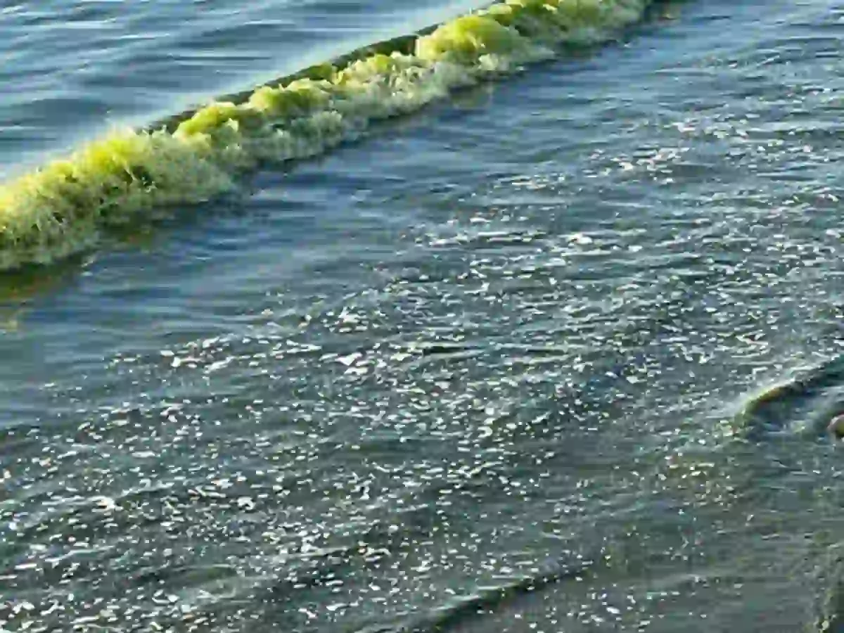 why sea water turns green