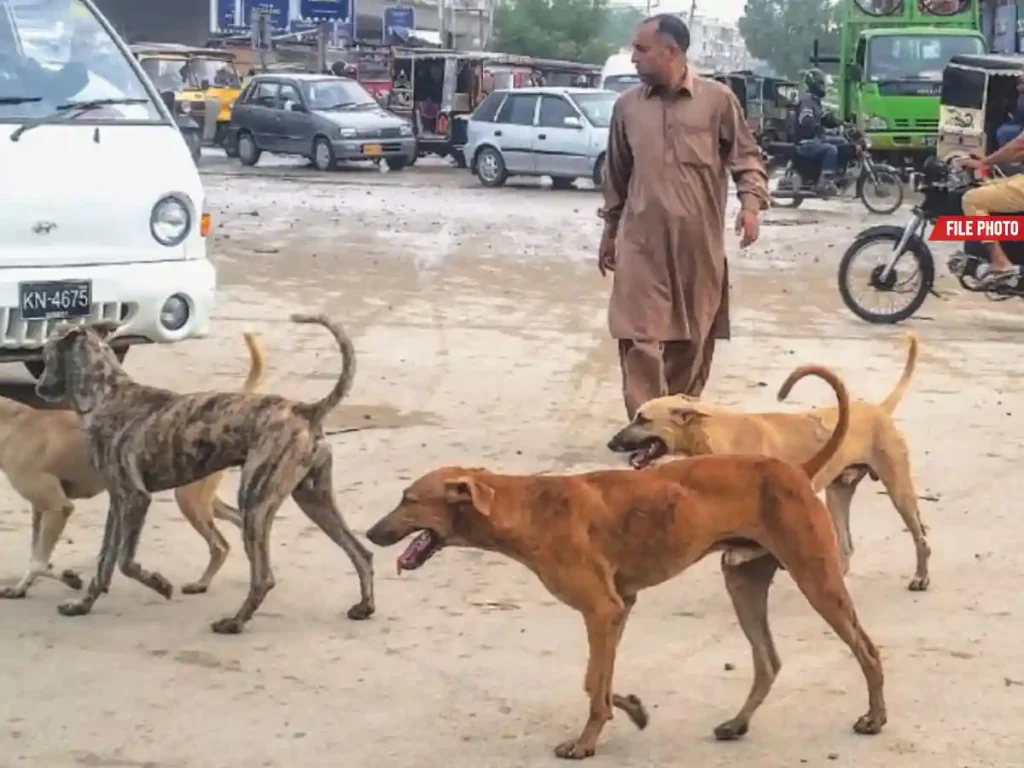 Karachi reports 1,125 dog bite cases in first six days of 2026