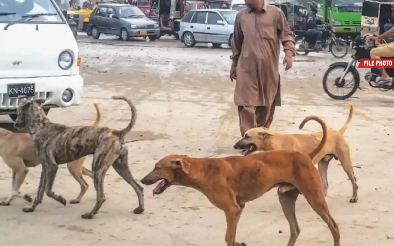 Karachi dog bite cases