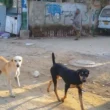 Karachi dog bites