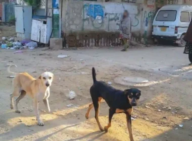 Rabies case in Lyari Karachi