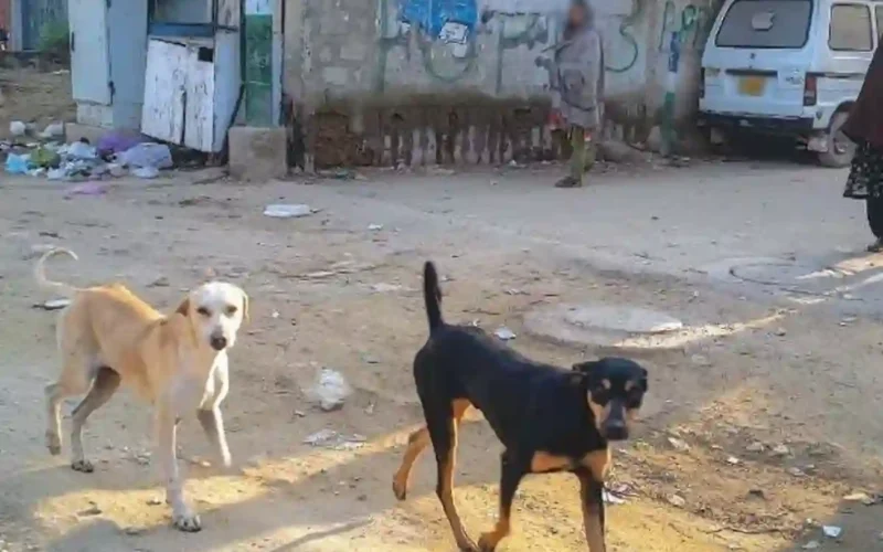 Karachi dog bites