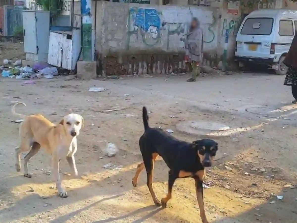 Karachi dog bites
