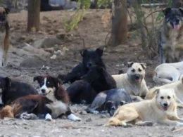 Sindh stray dog problem