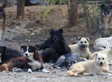 Sindh stray dog problem