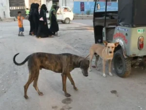 Dog attacks in Karachi
