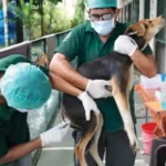 stray dog sterilisation programme