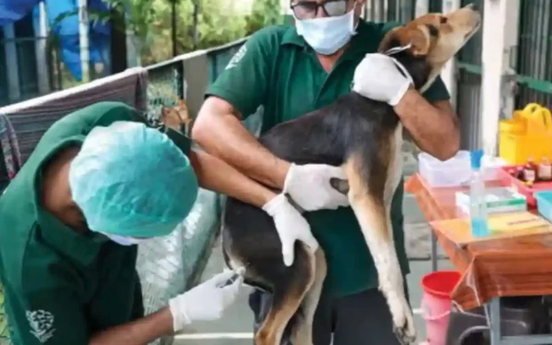 stray dog sterilisation programme