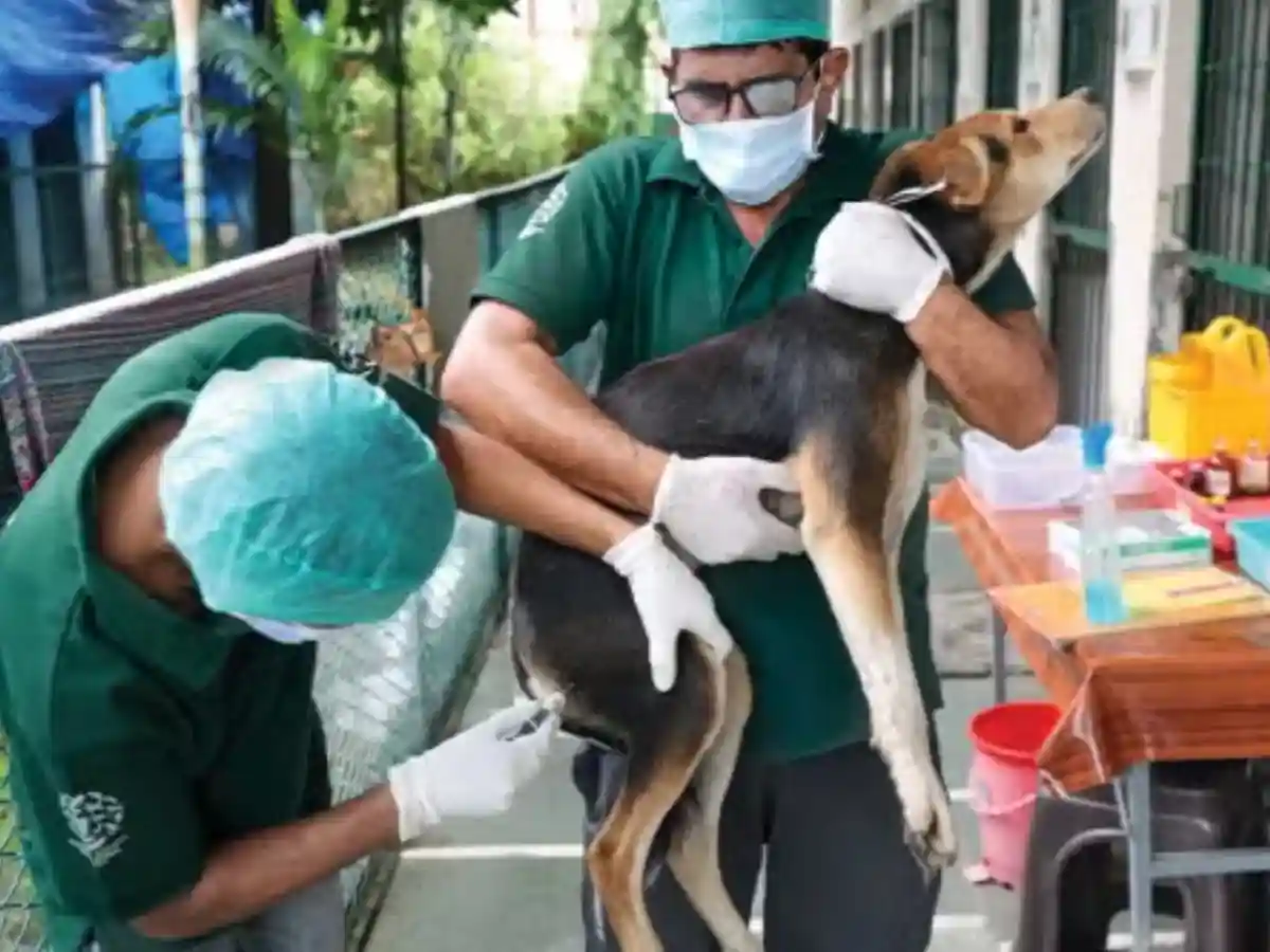 stray dog sterilisation programme