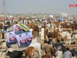 Maweshi Mandi vehicle pass Karachi