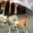 Karachi rabies death after dog bite