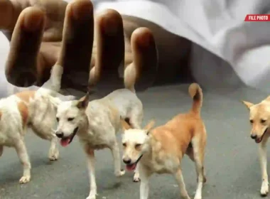 Karachi rabies death after dog bite