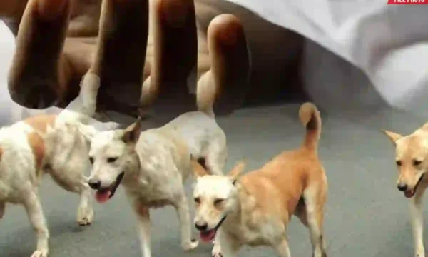 Karachi rabies death after dog bite