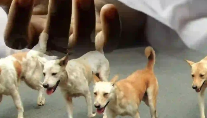 Karachi rabies death after dog bite