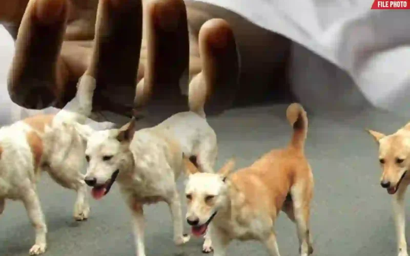 Karachi rabies death after dog bite