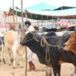 Eidul Adha 2026 Pakistan date