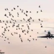 Airport bird strike prevention campaign