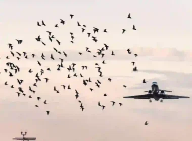 Airport bird strike prevention campaign