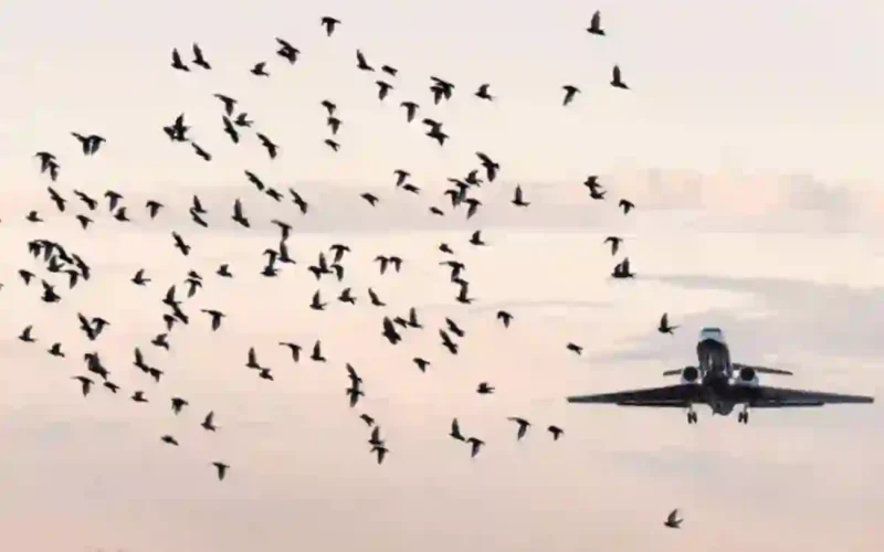 Airport bird strike prevention campaign