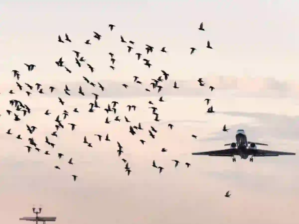 Airport bird strike prevention campaign