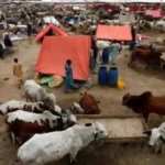 Karachi cattle mandi locations 2026