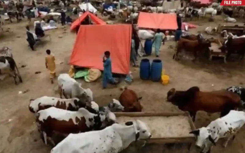 Karachi cattle mandi locations 2026