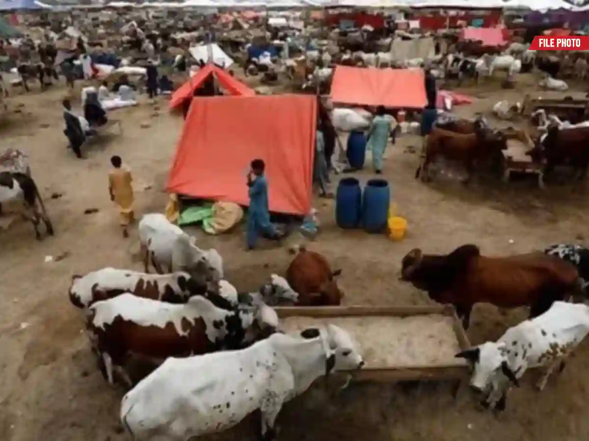 Karachi cattle mandi locations 2026