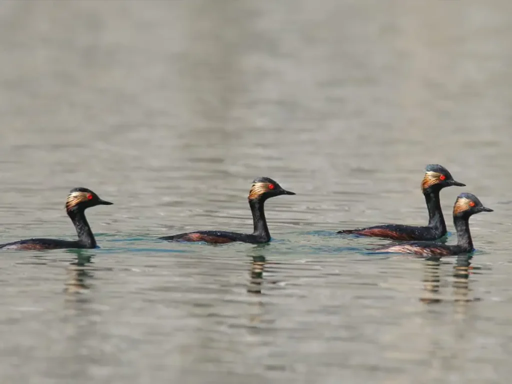 WWF-Pakistan migratory birds 2026