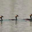 WWF-Pakistan migratory birds 2026