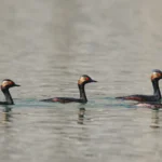 WWF-Pakistan migratory birds 2026