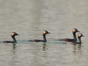 WWF-Pakistan migratory birds 2026