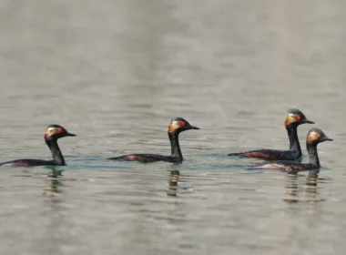 WWF-Pakistan migratory birds 2026
