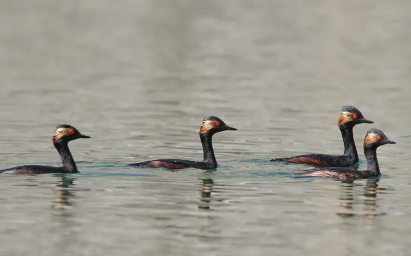WWF-Pakistan migratory birds 2026